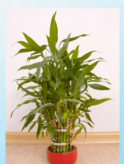 竹叶可以养花 竹叶可以养花