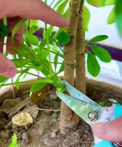 家庭养花用生根粉