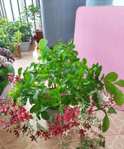 家庭养花用生根粉