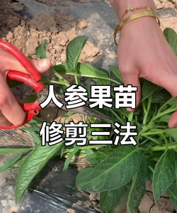 人参果苗怎么修剪