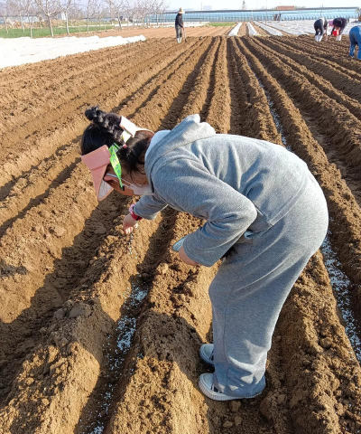 曰曰春怎么播种 曰曰春怎么播种