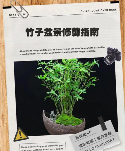 盆景竹子如何修剪