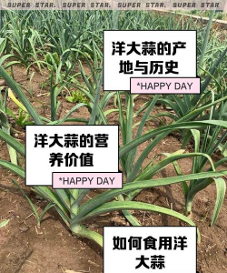 洋蒜什么时候栽