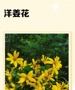 洋姜花的花语是什么