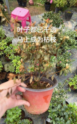 家庭养花用生根粉