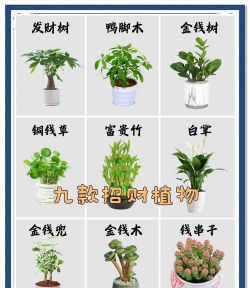 发财树有什么名称