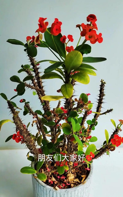 虎刺花冬天怎么养