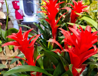 家庭养花用生根粉