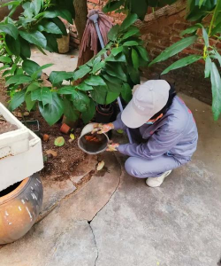 家庭养花用生根粉