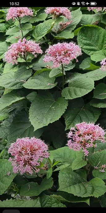 臭牡丹是什么科植物