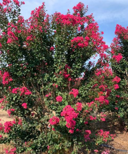 矮紫薇丛生属于什么科