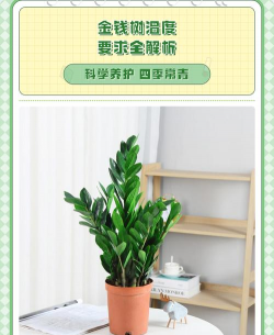 金钱树什么温度