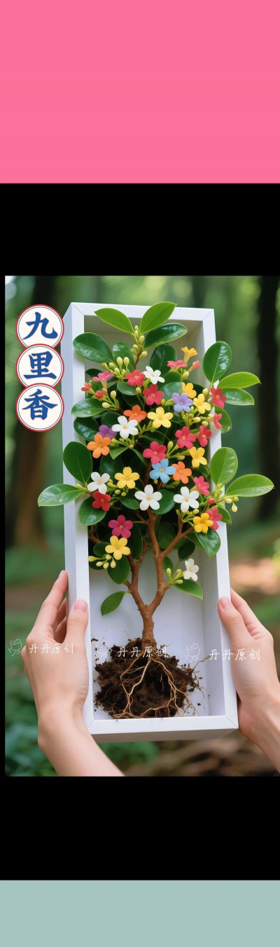 家庭养花用生根粉