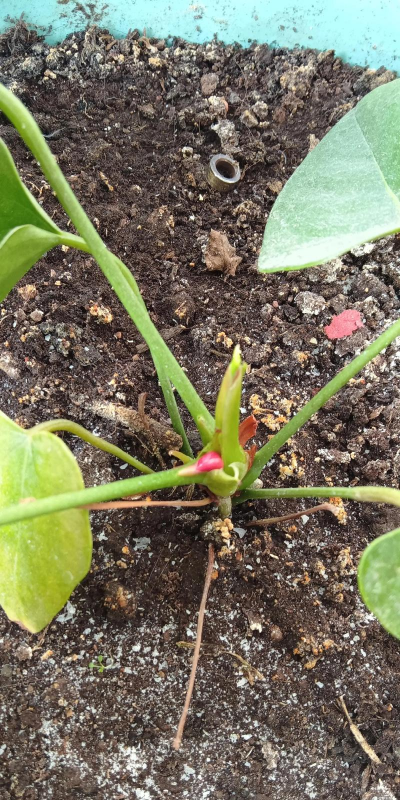 家庭养花用生根粉