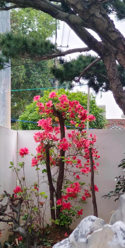 家庭养花用生根粉