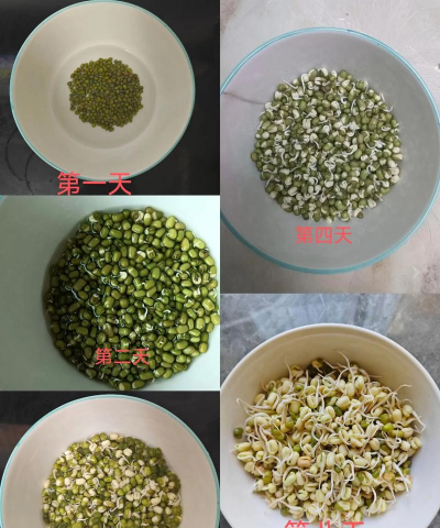 豆芽如何来种豆芽