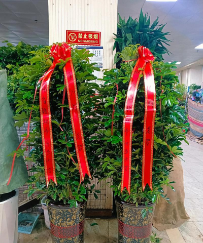 元宝树别名叫什么