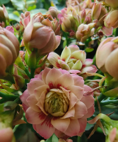 家庭养花用生根粉