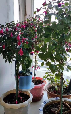 家庭养花用生根粉