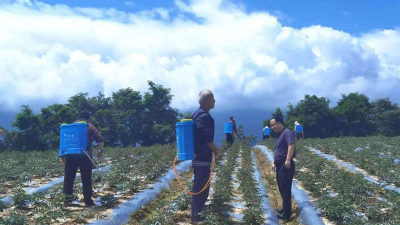 家庭养花用生根粉