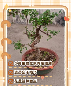 小叶榔榆盆景怎么养