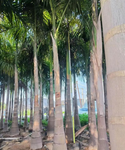 大黄椰怎么种活