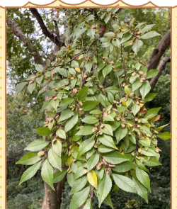 榔榆生长在什么地方