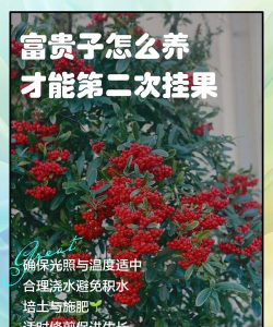 家庭养花用生根粉