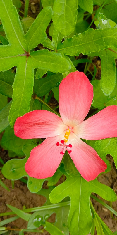 西洋参花叫什么