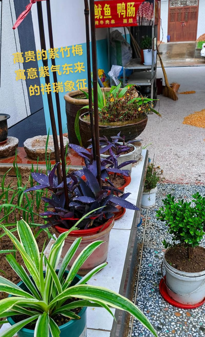 家庭养花用生根粉