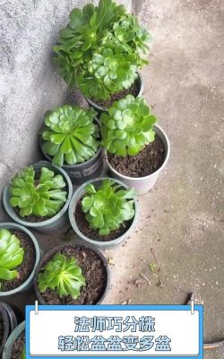 家庭养花用生根粉