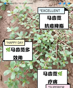 马齿苋如何施肥