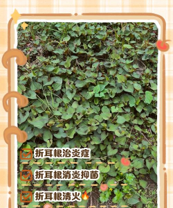 折耳根毒怎么解