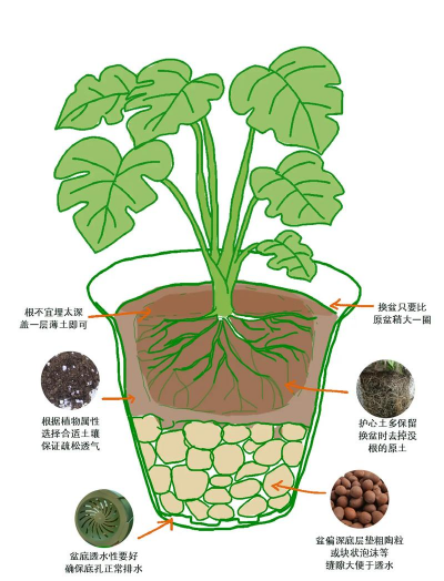 家庭养花用生根粉