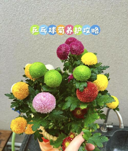 白色乒乓菊怎么培育