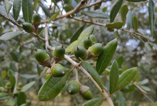 弗吉尼亚栎扦插繁殖方法