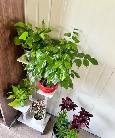 家庭养花用生根粉