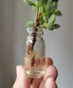 家庭养花用生根粉