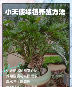 小天使盆栽怎么养