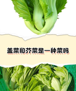 什么盖蓝菜