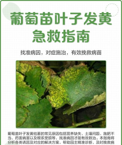 葡萄黄叶化怎么处理
