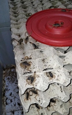 家庭养花用生根粉