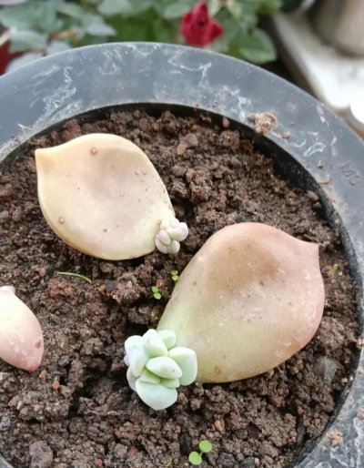 家庭养花用生根粉