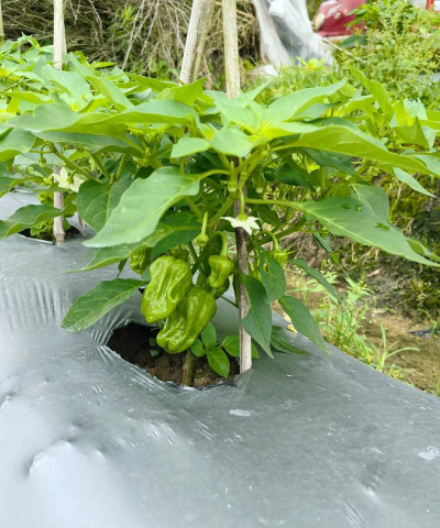 太空椒长什么样子