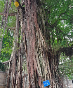 福州榕树有什么用