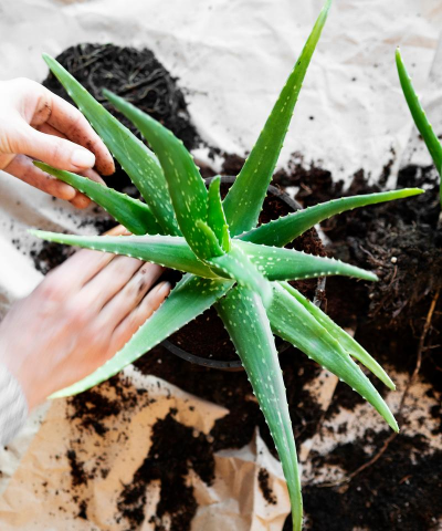 家庭养花用生根粉