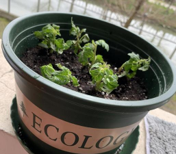 家庭养花用生根粉