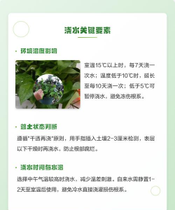 玫瑰花怎么养才不会枯萎，掌握浇水施肥技巧，轻松延长花期
