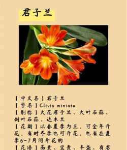 玫瑰花怎么养才不会枯萎，掌握浇水施肥技巧，轻松延长花期