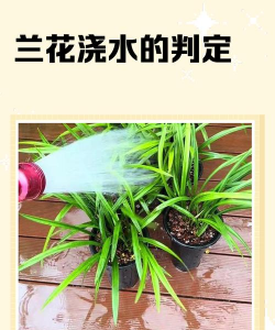 玫瑰花怎么养才不会枯萎，掌握浇水施肥技巧，轻松延长花期